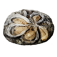 Oesters